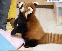 zero-the-her0:  nightcloak:  unforgivingplace:  I am fairly convinced that Red Pandas are not real.  OHMYGOD  THEY ARE LIKE CHILDREN WITH TAILS   Really wants that food and it&rsquo;s affraid to fight for it or at least keep holding on no matter what