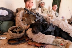 soldierporn:  Best pillow ever. Corporal Moxie, an improvised explosive device detection dog, takes a “catnap” at a patrol base with his handler, Lance Cpl. Dylan Bogue from Richburg, S.C., IDD handler, Alpha Company, 1st Battalion, 8th Marine Regiment,