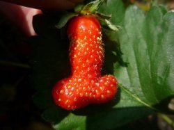 libertarirynn:  the-ultimate-sjw:  Mansanto and their G.M.O.s(giant male organs) must be stopped from normalizing the male phallic agenda in our fruits and vegetables! They’re intentionally creating these travesties in order to convince us being male
