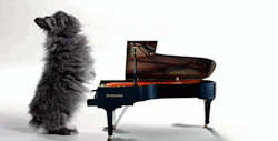 coco-n-pipi:  im plaing piano 