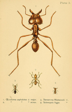 scientificillustration:  Ants, bees, and wasps by BioDivLibrary on Flickr. New York :Appleton,1897..biodiversitylibrary.org/page/9657360 