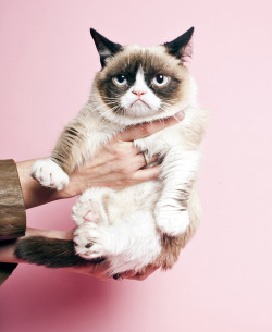 directorofphoto:   Grumpy Cat shot for Time Magazine  