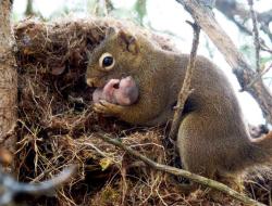  Squirrels are actually very kind to each other and will adopt abandoned baby squirrels if they notice a relative has not come back for them. 