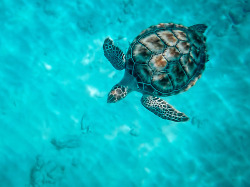 drxgonfly:  Barbados - Hawksbill Sea Turtle 1 2 (by JimP (in Sarnia))  Turtles! I like turtles xP