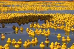 dontexxpect:  In 1992 a shipping container filled with rubber ducks was lost at sea. Over 28,000 rubber duckies fell overboard on their way from Japan to the United States. Imagine thousands of rubber ducks floating on the ocean. Many of them have since