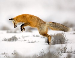 beautiful-wildlife:  Flying High by Hisham Atallah