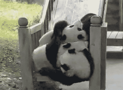 Humour : Panda du jour Tumblr_nj3plxQeoF1srfm37o1_400
