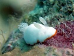 theinkchild: bugcthulhu:  thelastsworld:  abilify:  More sea slugs  sea slugs make everything better.    deep bunnies  the soft children have arrived 