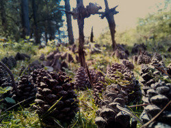 Sometimes you just gotta sit in a forest for hours on end constructing a city out of pine-cones.