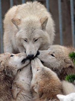wolveswolves:  Hudson bay wolves (Canis lupus hudsonicus) at Artis Zoo Amsterdam by Joke Kok