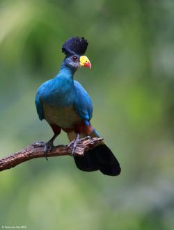 creatures-alive:  Great Blue Turaco (Corythaeola cristata) @ JBP, Singapore_20130629_0001 (by LawrenceNeo)