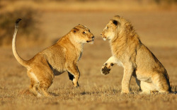 bigcatkingdom:   	Lion by Safari Partners    	Via Flickr: 	Lion   
