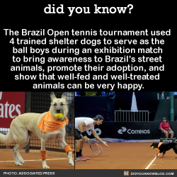 did-you-kno: The Brazil Open tennis tournament used  4 trained shelter dogs to serve as the  ball boys during an exhibition match  to bring awareness to Brazil’s street  animals, promote their adoption, and  show that well-fed and well-treated  animals