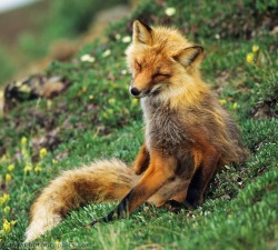 beautiful-wildlife:  Red Fox by Patrick J. EndresSummer Tundra, Denali National Park, Alaska