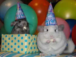 animal-factbook:  Chinchillas are very sociable creatures, and are known for hosting incredible birthday parties. Although well known for their party planning abilities in the Animal Kingdom, humans quite haven’t realized it yet. This allowed a certain