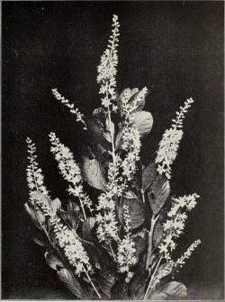 nemfrog:  Sweet pepperbush. Nature’s garden. 1927