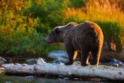 fuck-yeah-bears:  A Bears Reflections by Buck Shreck
