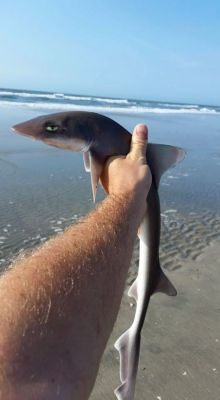 This is the most unimpressed shark I’ve ever seen&hellip;