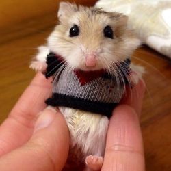 A hamster wearing a sweater.