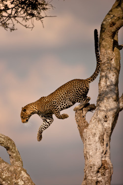 the-natural-world:  Leopard 28 by ~catman-suha 