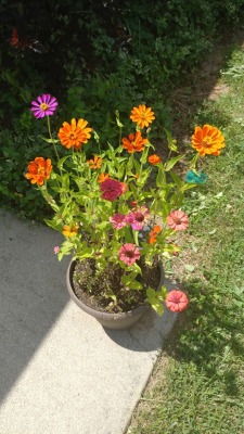 A better picture of the zinnias.