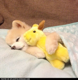 aplacetolovedogs:  Sweet Pomeranian puppy Shun all tucked in and ready for bed @shunsuke_ekusnuhs For more cute dogs and puppies