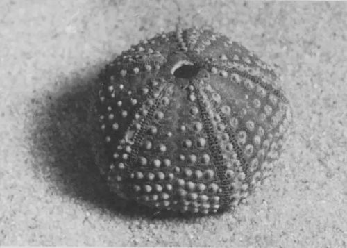 equatorjournal:Sea urchin, 1988.  “Sea urchins usually lose their spines as they wash ashore. The test (skeleton) reveals the close relationship to sea stars. The star pattern of openings, which allow tube feet to protrude, are reminiscent of the five
