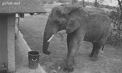 keinepopsongs:  An elephant got caught on security camera picking up trash and putting it in a garbage can 