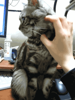 cineraria:  もふもふを拒否する猫 ‐ ニコニコ動画:Q