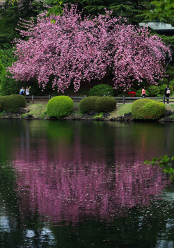 fuckyeahjapanandkorea:  桜色の池 by * Yumi *