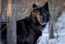 her-wolf:Black Wolf by Stephaniemoon 