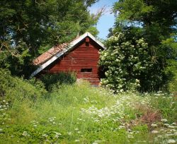 abandonedimages:  Overgrown house in the country (Source) 