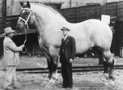 darkinternalthoughts:  la-volpe-bianca:  memeseverdie:  memeseverdie:   scarlettjane22:     The world’s biggest horse, Brooklyn Supreme, standing 78 inches tall and weighing in at 3,200 pounds.     History In Pictures     Thicc   “Brooklyn Supreme