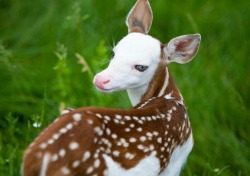 glamourchild:  LOOK AT THE DEER THAT WAS BORN IN MICHIGAN OMG ITS SO BEAUTIFUL! IT’S MOM REJECTED IT LIKE WHY WOULD YOU REJECT THIS LITERAL ANGEL. IT’S NAME IS ‘DRAGON’. SO RARE AND SO BEAUTIFUL.