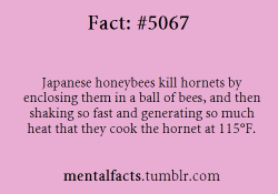 overheal:gaaraofsburbia:mentalfacts:Fact  5067:   Japanese honeybees kill hornets by enclosing them in a ball of bees, and then shaking so fast and generating so much heat that they cook the hornet at 115°F.Oh my god it’s true  #BAD AND NAUGHTY HORNETS