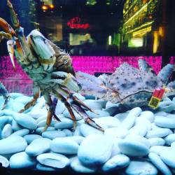 #crabs #fishtank #berkleystreet #monsters