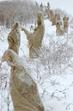 March of the forest druids (newly planted trees, wrapped in burlap to protect against winter weather)
