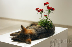 amyynoelle:   cyclical. amy glunt, 2014  note: this is not just a dead fox. it is a taxidermy piece. a piece in my senior art exhibition. little grey fox i picked up one night on the side of the road. she was so beautiful. it was my first time ever seeing