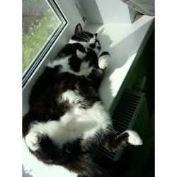 #sunbathing 🐈   #cat #cats #kitty