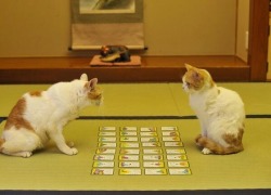 paleosteno:  carudamon119:  【萌え死に注意】　百人一首に挑戦する、猫の画像ｗｗｗｗｗｗｗｗｗｗｗｗ　可愛すぎる！！ Cat playing card game  Hey hiro looklooks like hanafuda, but when I see the cards closer, it