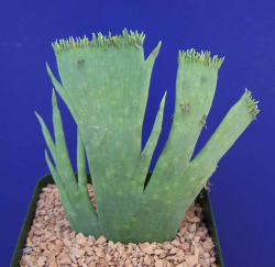 andrusmagnus:Euphorbia mauritanica