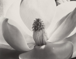 kafkasapartment: Magnolia Blossom, 1925. Imogen Cunningham. Gelatin silver