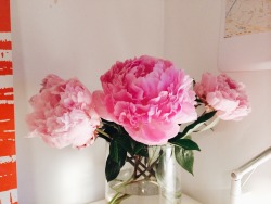 bakerie:  these peonies are now bigger than my clenched fists, how amazing