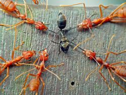 fonzworthcutlass: pyropansy:   sixpenceee:   Here’s a really fun fact I’ve learned recently.  These are American Slave-Making ants, they have an odd behavior where they steal the pupa of other species of ants and force them to carry out tasks for