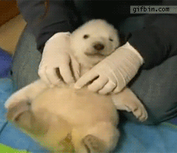 outdoorsoutofmind:  woulds:  dontgetsad-getrad:  You can’t not reblog a baby polar best being tickled  MY BEAR OH MY GOD MY BEAR  AHHHH ALL OF MY CUTE 