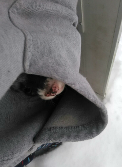 disposabledolls:  always keep loved ones in your pockets on snowy days   ferrets love hoodies
