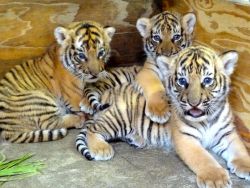 theanimalblog:  (via Endangered Tiger Cub Trio Born at Busch Gardens Tampa - ZooBorns)
