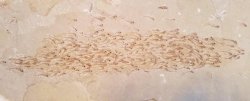 historical-nonfiction: An amazing recent fossil discovery: a whole school of fish! A single slab of limestone from the Green River Formation in North America contained 259 fish of the extinct Erismatopterus levatus species. They lived between 56 to 34