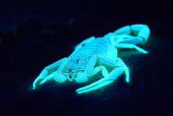 ted:  Scorpion venom is helping doctors make tumors glow. How? With something called Tumor Paint, a drug created from the venom of the Israeli deathstalker scorpion. (Just ignore that scary name, this stuff can be a lifesaver.)  At TEDxSeattle, Dr.