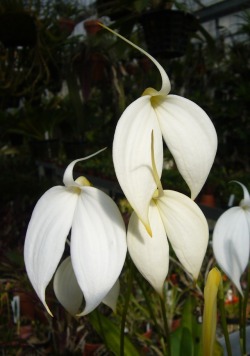 orchid-a-day:  Masdevallia coccinea (white)Syn.: Masdevallia denisonii; Masdevallia harryana; Masdevallia lindenii; Masdevallia militaris; et al.March 16, 2018 